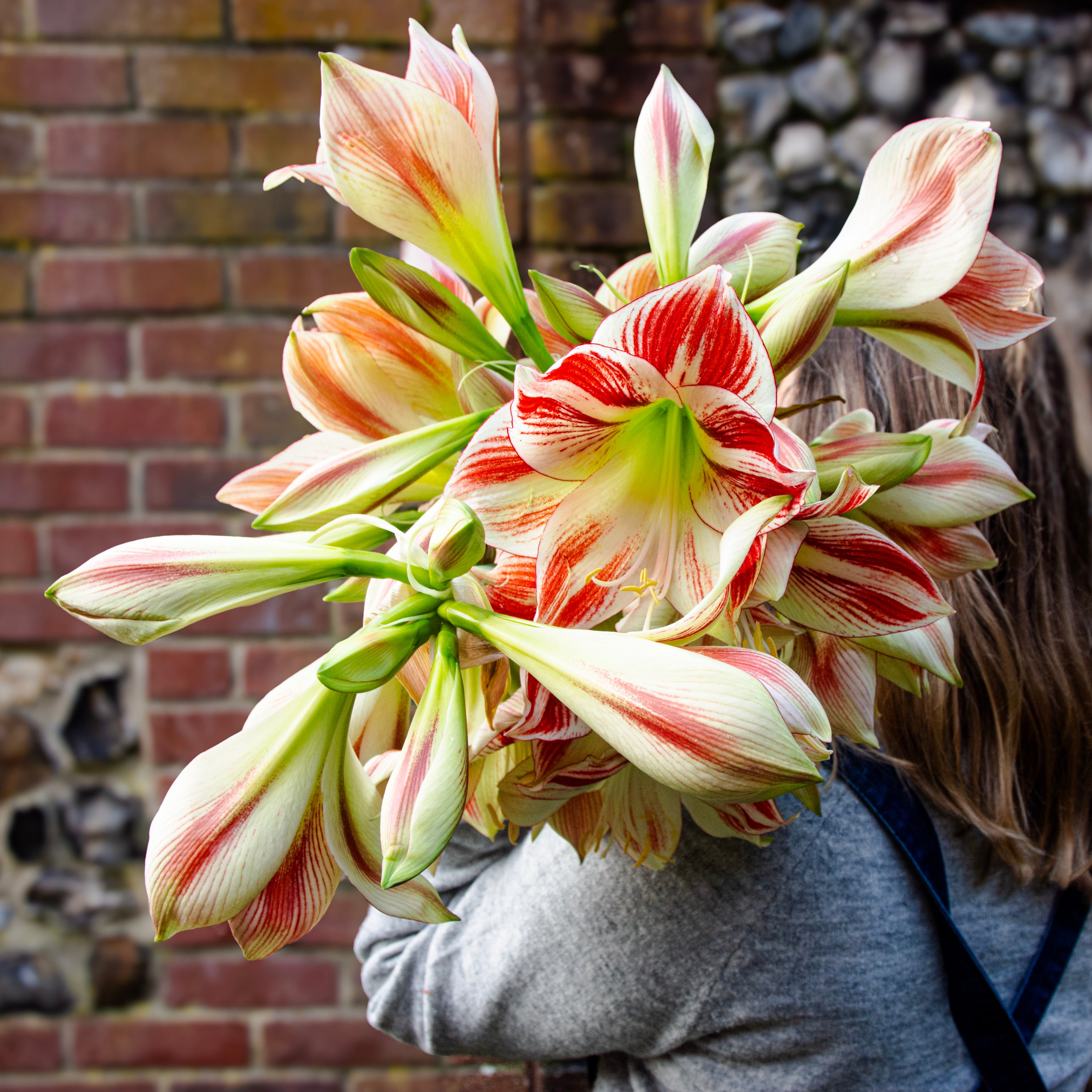 Striped Amaryllis Bunch