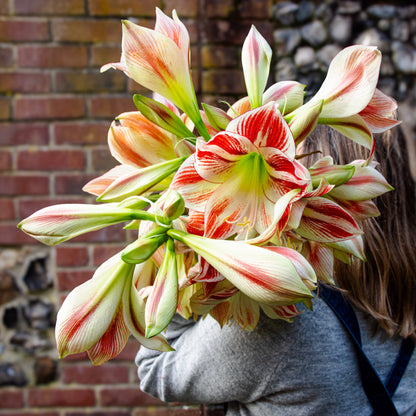 Striped Amaryllis Bunch