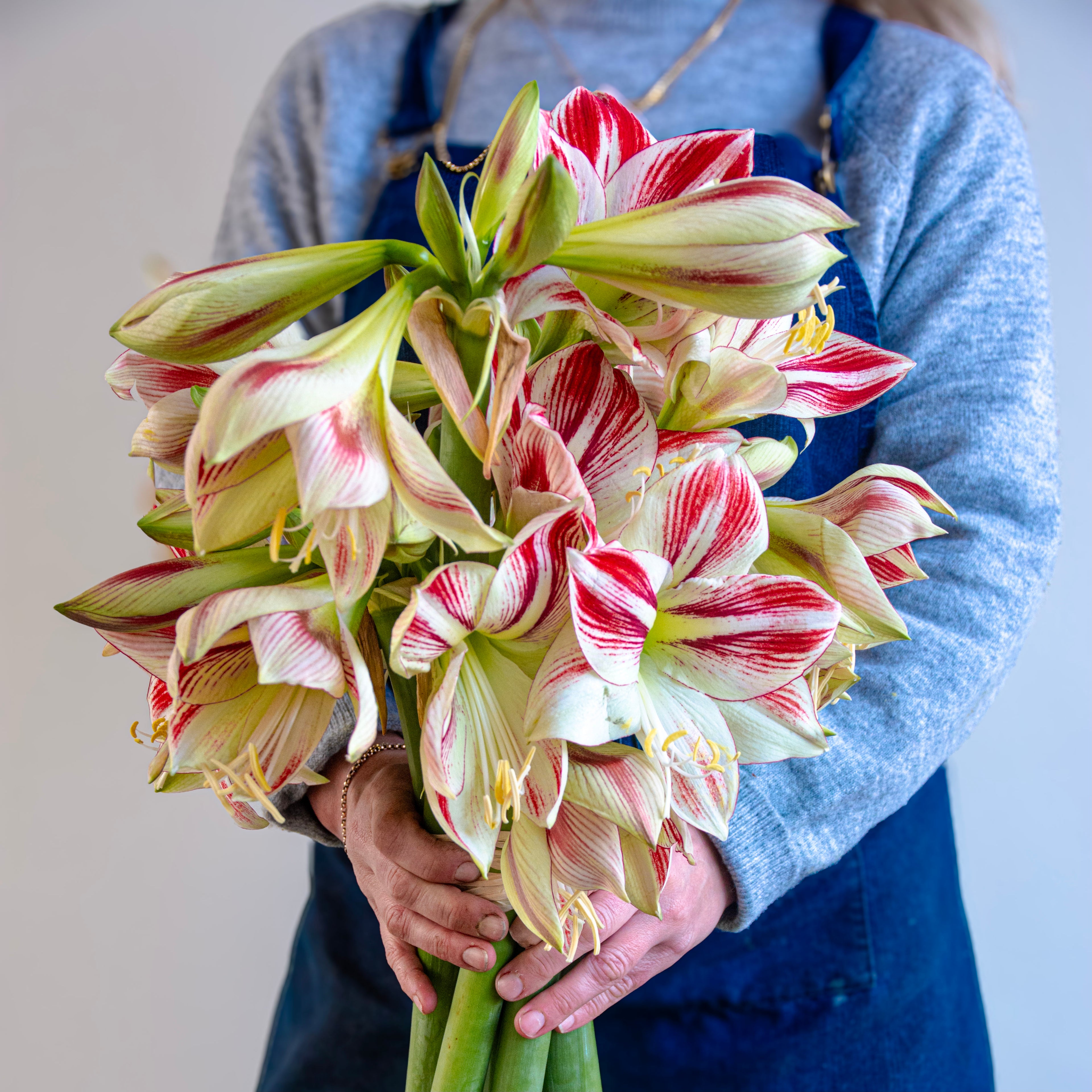 Striped Amaryllis Bunch