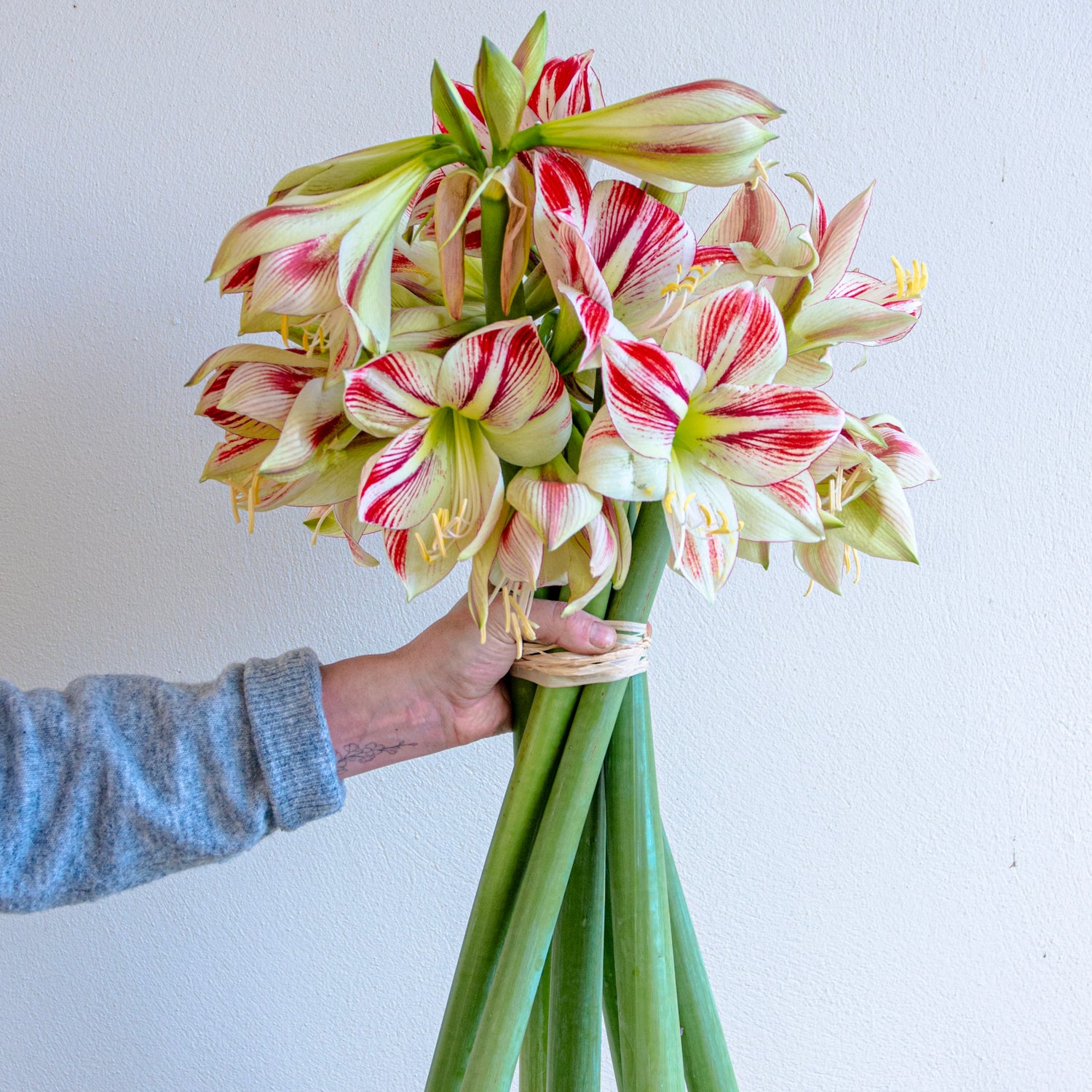 Striped Amaryllis Bunch