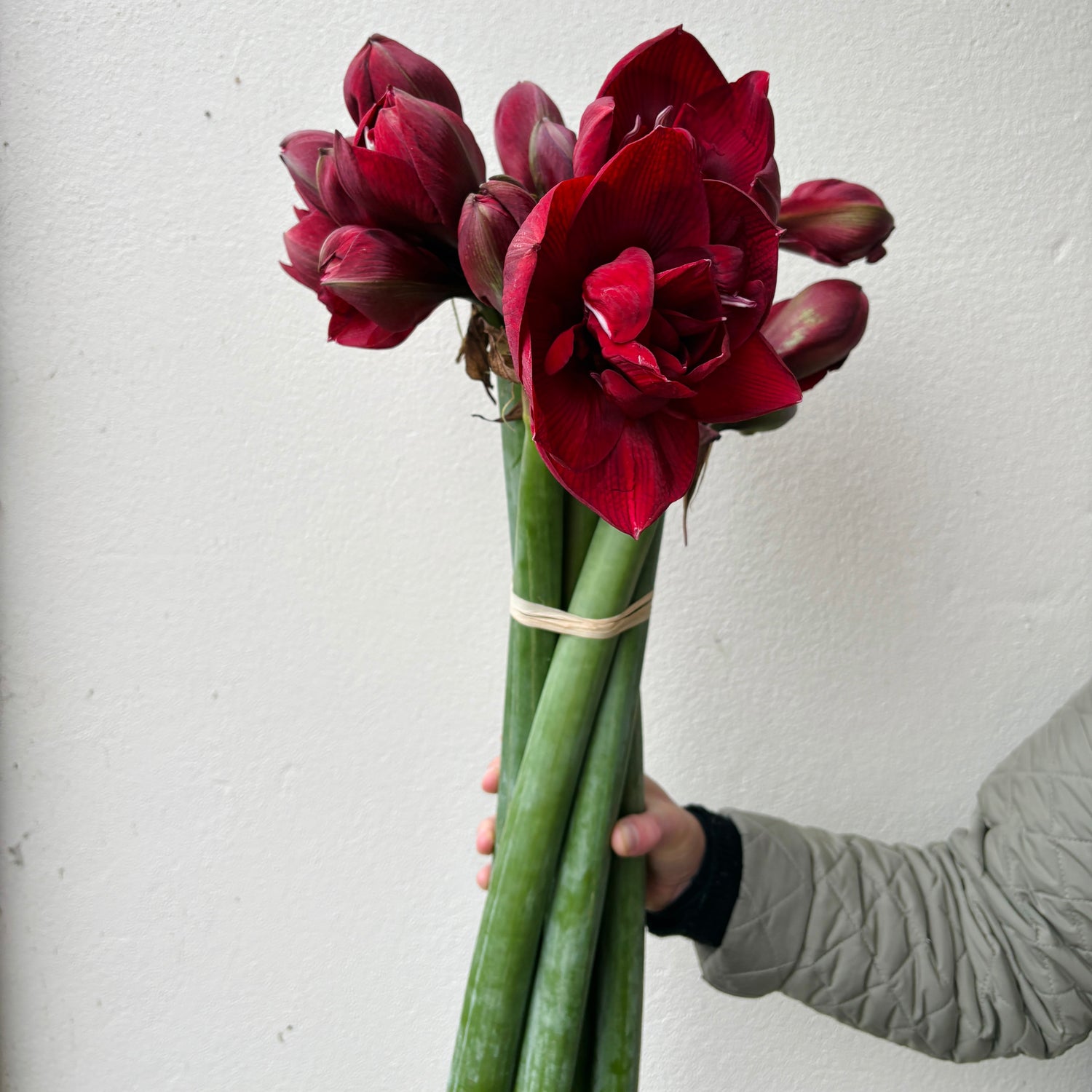 Red Amaryllis Bunch