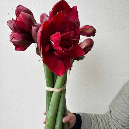 Red Amaryllis Bunch