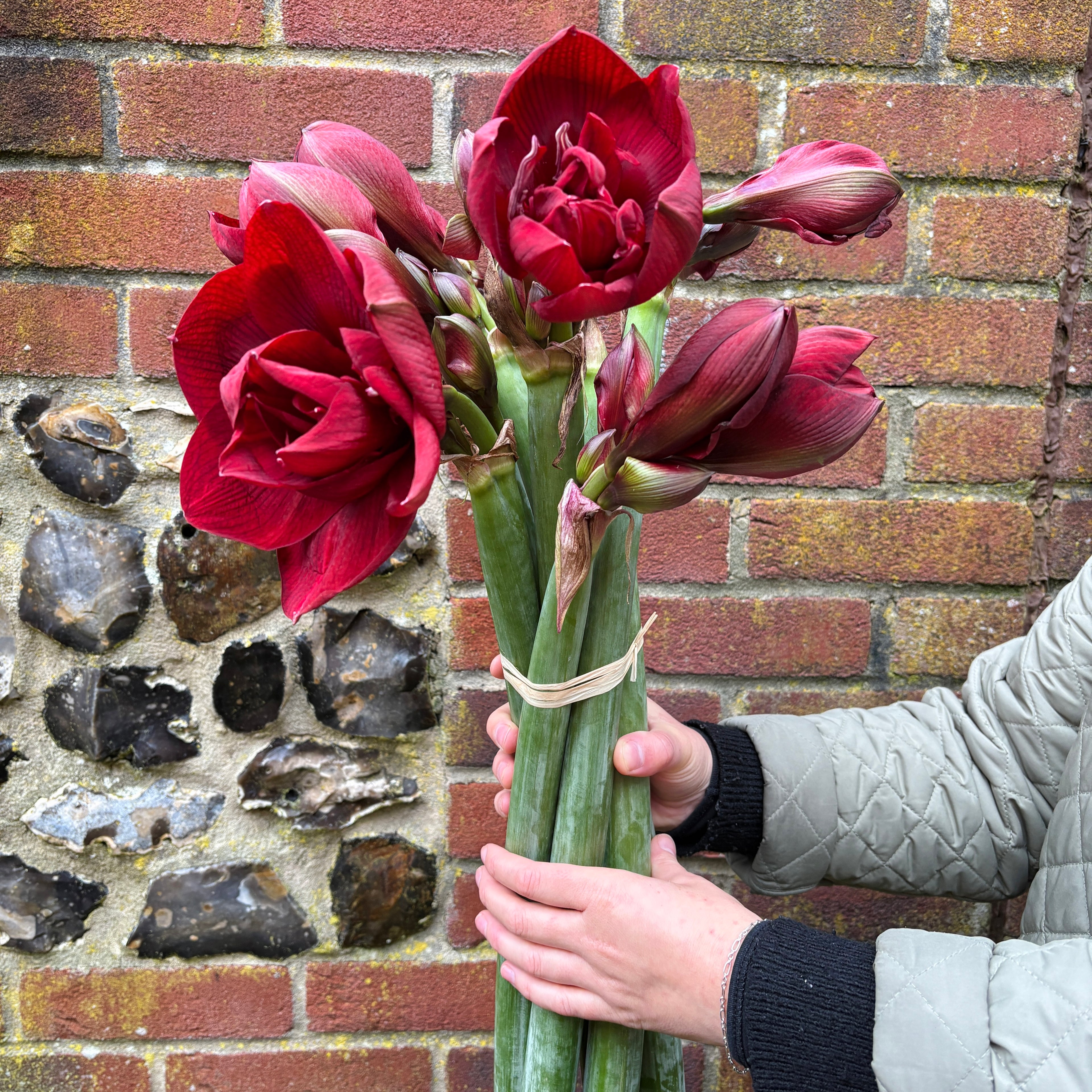 Red Amaryllis Bunch