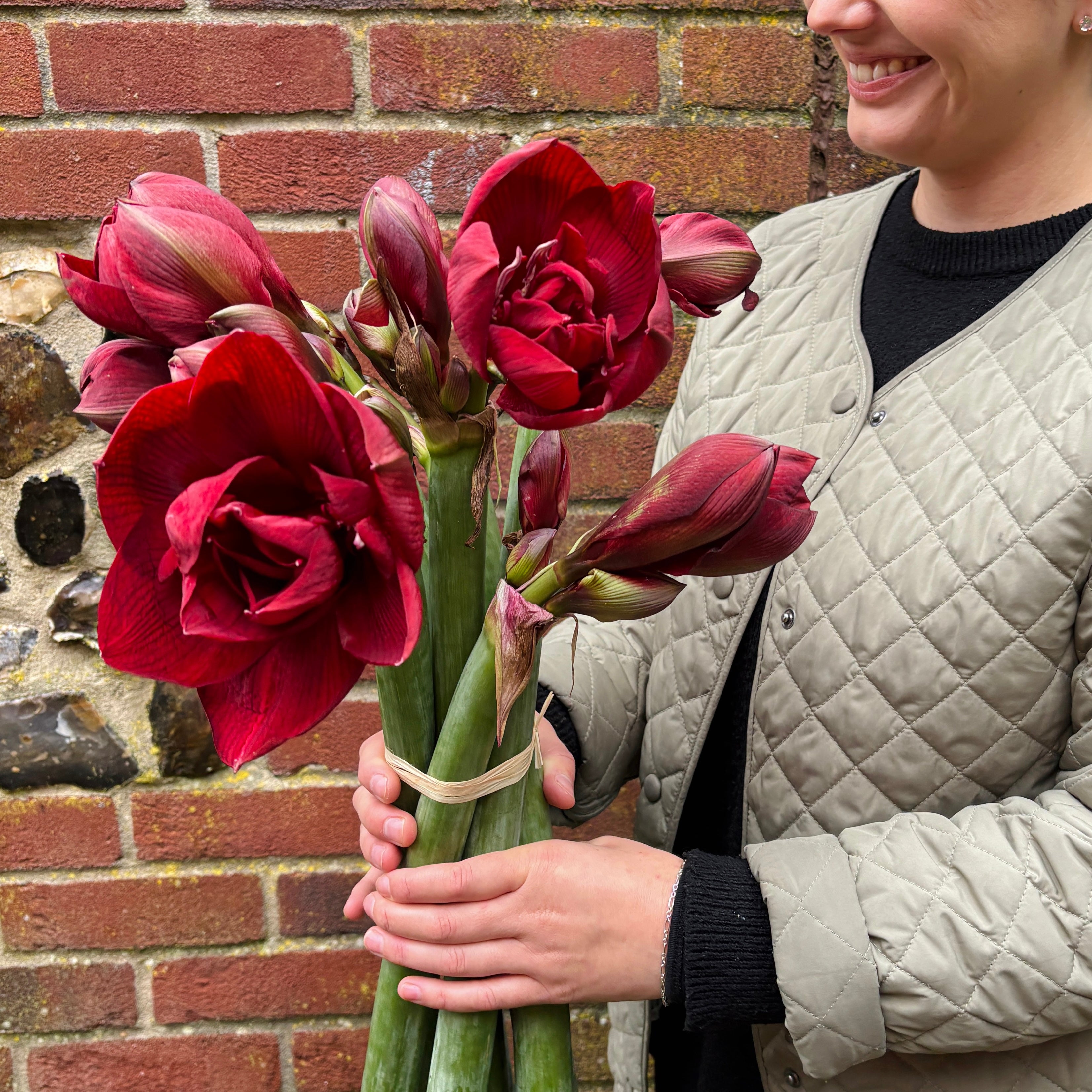 Red Amaryllis Bunch